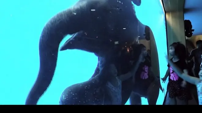 слоненяі в акваріумі