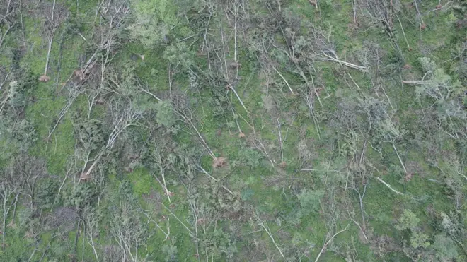 మేడారం, కూలిన చెట్లు, వాతావరణ మార్పులు