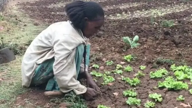 Qonnaan bultuu qaroo dhabeettii