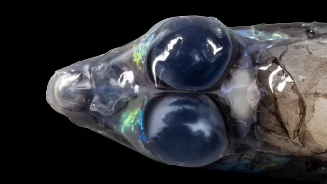 Un Opisthoproctus soleatus, visto desde arriba con ojos bulbosos, nada en las profundidades del mar; hay un fondo negro oscuro debido a su profundidad.