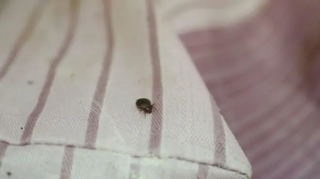 حشرة بقّ الفراش على أحد المراتب 