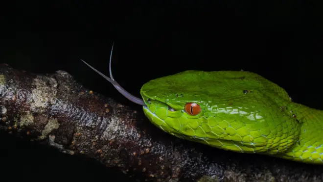 સાપ, ગુઆન ટાપુ, પેરાસીટામોલ, દવા, બીબીસી ગુજરાતી