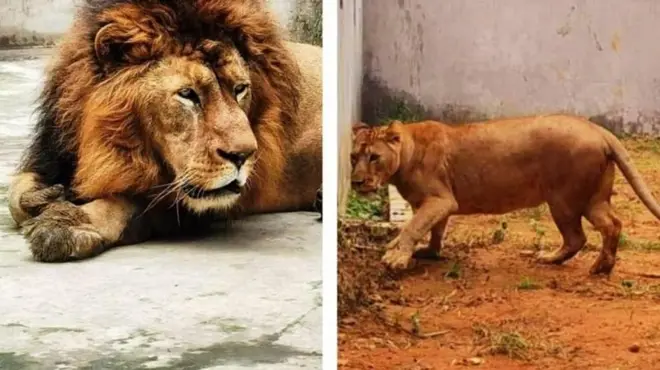 সিংহ ও সিংহীটির নাম বদল করতে আদেশ আদালতের