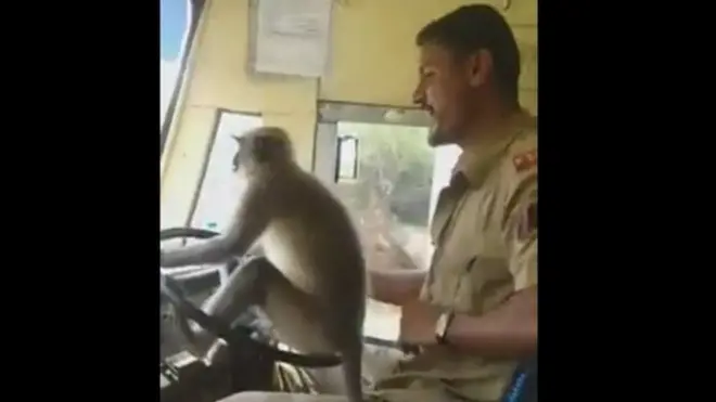 Monkey driver eye no comot for road as im dey drive