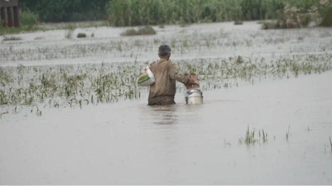 පන්ජාබයේ ජල ගැලීම්: පිරිමි පුද්ගලයෙකු ජලයේ ගමන් කරන ආකාරය. ඔහු පසුපසින් දිස්වේ.