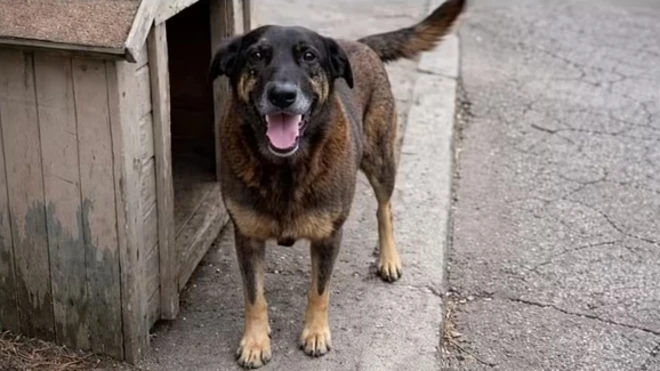 Cachorro olhando para a câmera