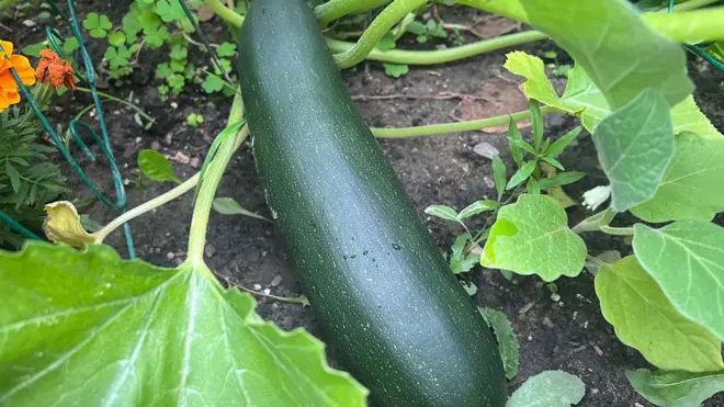 Aworan yii ṣafihan cucumber ti awọ rẹ tutu dodo to si rẹwa, o wa nilẹẹlẹ laaarin ewe rẹ ninu oko