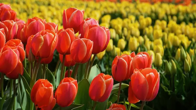 Tulipanes