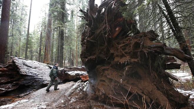 Árbol gigante destruido tras una fuerte tormenta