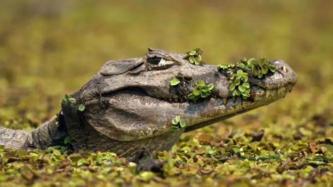 Сиамский крокодил в пруду