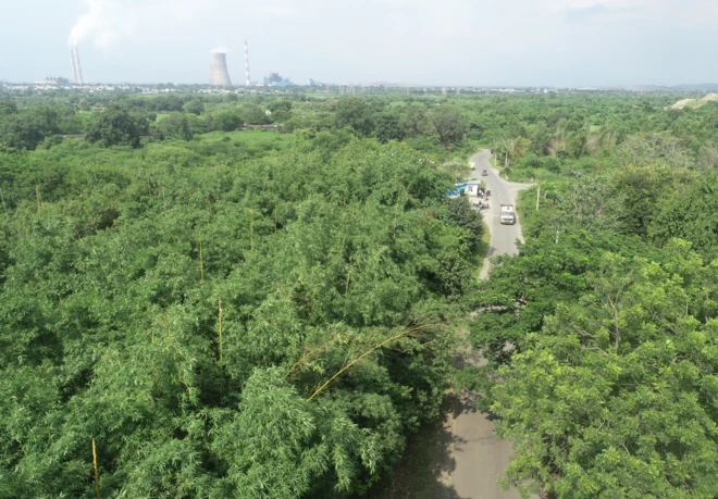 नागपुरातील या शास्त्रज्ञांनी विषारी राखेचे थर साचलेल्या जमिनींवर बांबूचं जंगलं कसं तयार केलं?