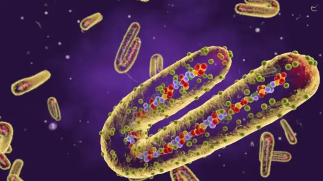 मारबर्ग विषाणू 