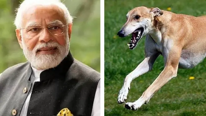 ప్రధానమంత్రి మోదీ, ముధోల్ కుక్క