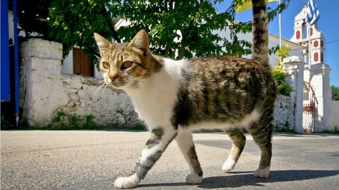 Кот в Греции