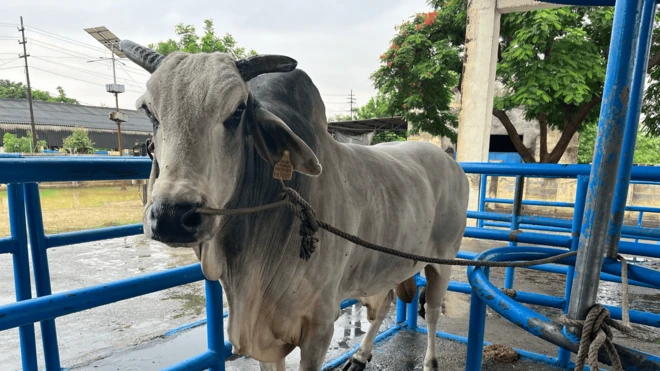 पश्चिमी यूपी के हापुड़ का है गोरख सांड