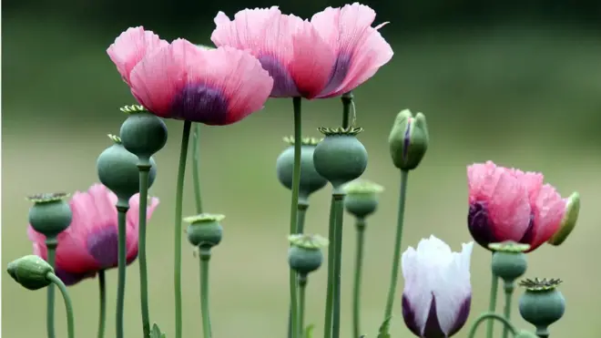 Opium poppy flower
