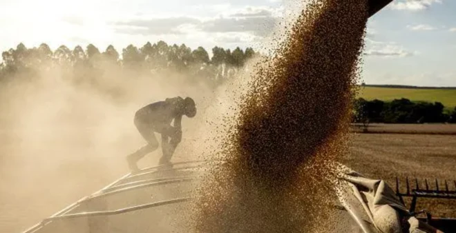 Foto mostra homem em cima de carroceria de caminhão carregado de soja com soja sendo despejada sobre ele