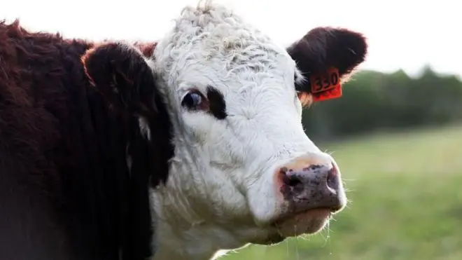 अमेरिकेला भारतात विकायचं असलेलं 'नॉनव्हेज मिल्क' काय आहे?