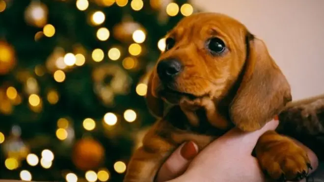 Домашні улюбленці