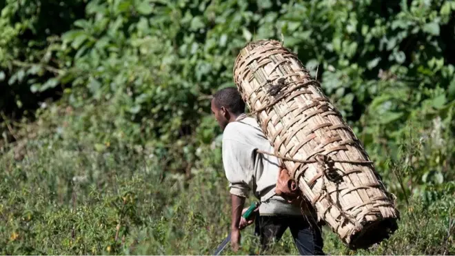 埃塞俄比亚（Ethiopia）哈莱纳森林（Harenna Forest）养蜂人的蜂箱