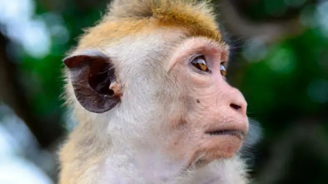 चीन को एक लाख बंदर क्यों भेज रहा है श्रीलंका