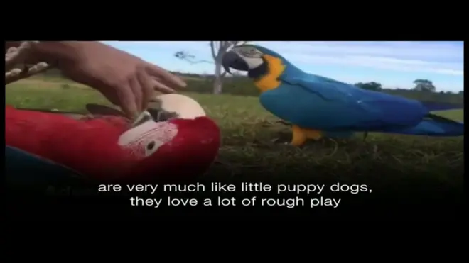 ペットのオウムを自由に「散歩飛行」させるオーストラリアの男性が話題を集めている。