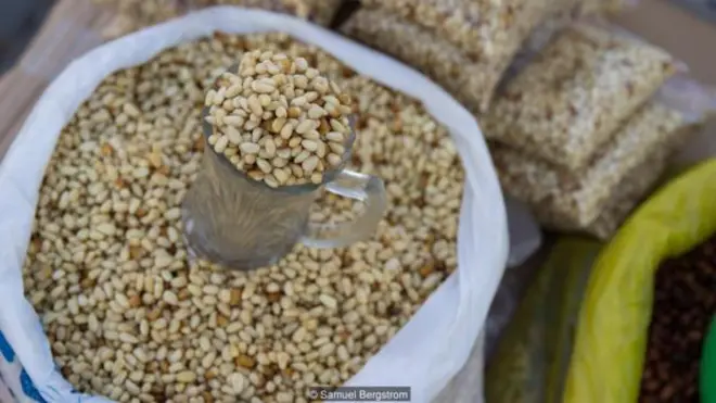 Kacang pinus membantu menyeimbangkan pola makan orang Tsaatan