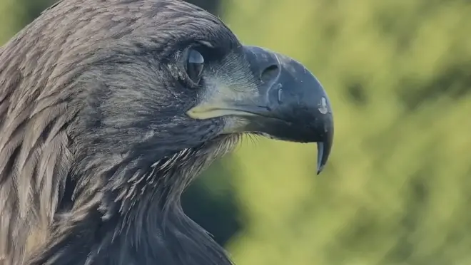 Tai inayesaidia Israel kupata raia wake waliouawa katika shambulio la Hamas