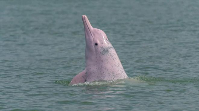 在香港西南面大屿山岛附近拍到的中华白海豚（28/8/2020）