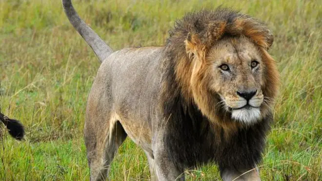 આફ્રિકા, જંગલ, સિંહ