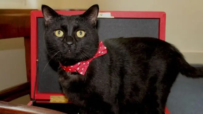 Бывший бездомный котенок Тимми стал котом британского казначейства Гладстоном