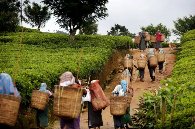 මාවතගම "මුවන් කන්ද" වතුයායේ වෙසෙන වතු කම්කරු ප්‍රජාව සඳහා තැපැල් ලිපින ලබා දීමට පියවර ගෙන ඇතැයි නීතිපතිවරයා විසින් අද (දෙසැම්බර් 04 වැනිදා) ශ්‍රේෂ්ඨාධිකරණයට දැනුම් දෙනු ලැබීය.