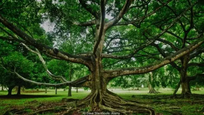 A imponente Ficus religiosa