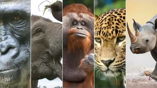 Людство знищило 60% тварин. Ось іще 5 видів на межі