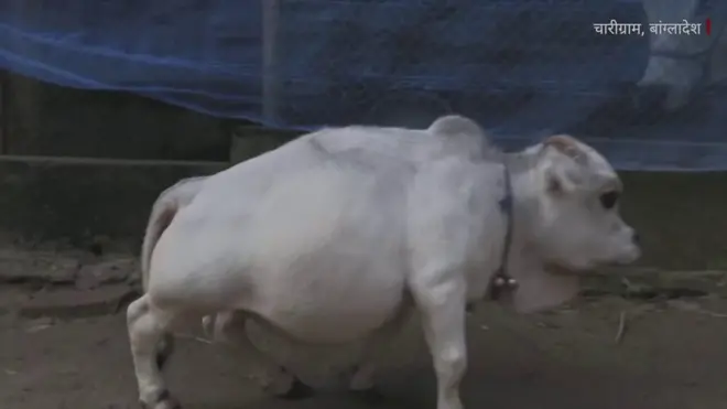 बौनी गाय