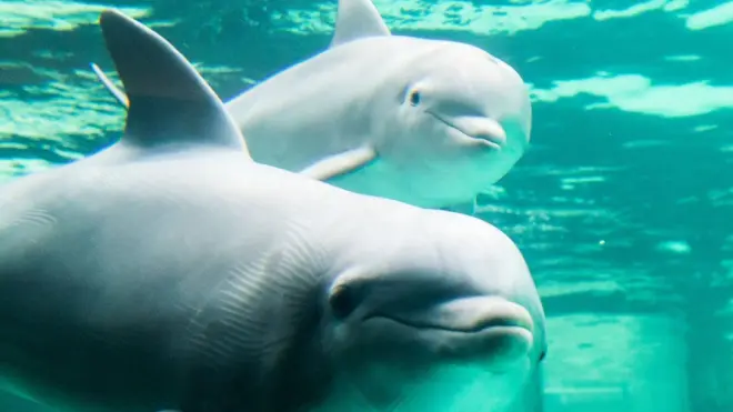 дельфины