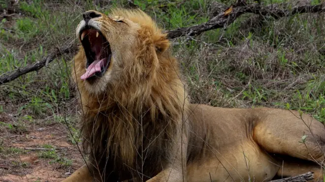 दक्षिण अफ्रिकाको सिंह