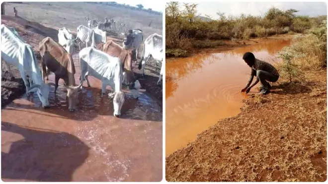 Horii bishaa dhuganiifi dargaggeesa qarqara bishaanii taahe