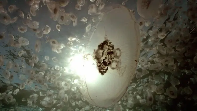 صورة أرشيفية من عام 2005 لقناديل بحر في شرم الشيخ