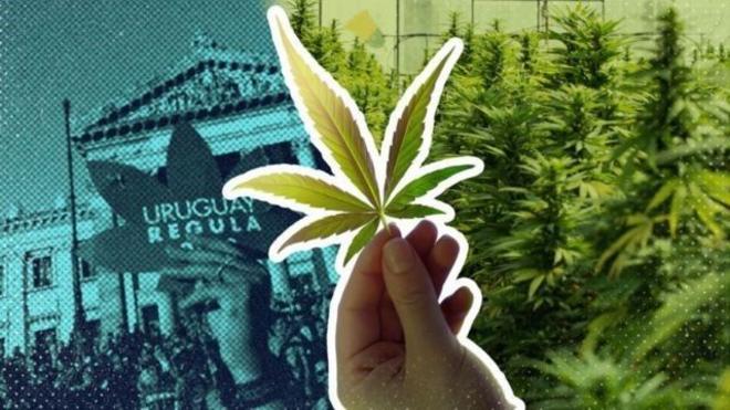 Maconha: por que a fumaça não é inofensiva como muitos pensam