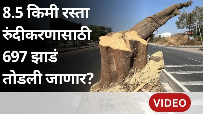 'ही झाडं तोडणं म्हणजे मरणाच्या दिशेनं वाटचाल,' 8.5 किलोमीटर रस्त्याच्या चौपदरीकरणासाठी 697 झाडं तोडण्याचं प्रकरण काय?