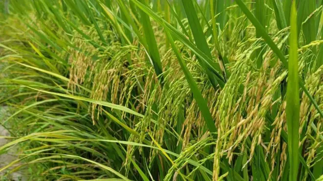 ব্রি ধান ১০৭