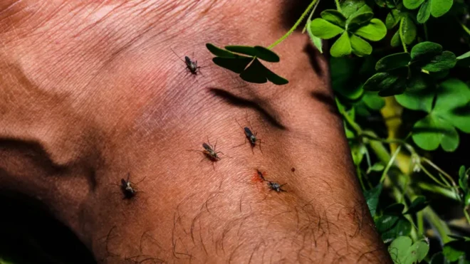 Mosquitos dey bite pesin