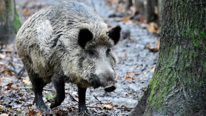 Вепр у лісі