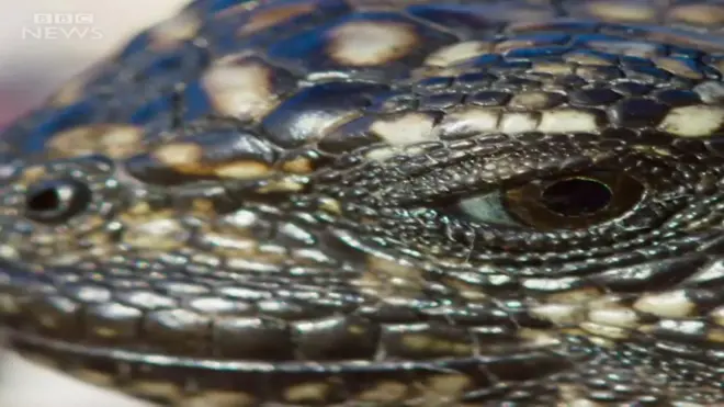 Key剛孵化出來的小海鬣蜥