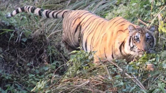 चितवनको पाटे बाघ