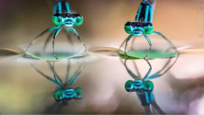 جنگلی حیاتیات