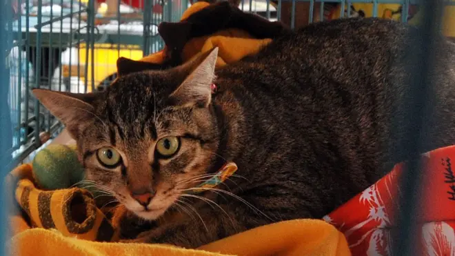 台灣立法禁止虐殺、食用貓、狗肉受到國際輿論的關注