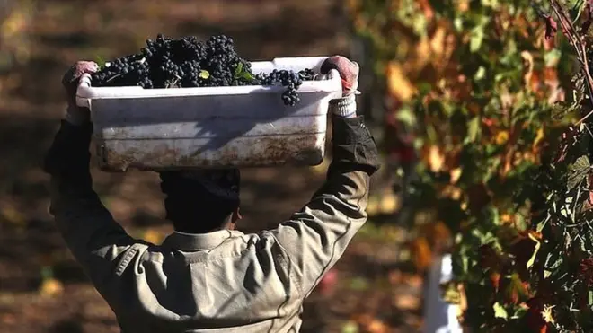 Industria vitivinícola en EE.UU.