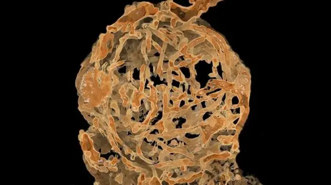 ภาพจำลองที่สร้างขึ้นใหม่จากร่องรอยของฟอสซิลในอำพัน แสดงให้เห็นอวัยวะรับน้ำเชื้อของเพศเมียที่เต็มไปด้วยสเปิร์ม